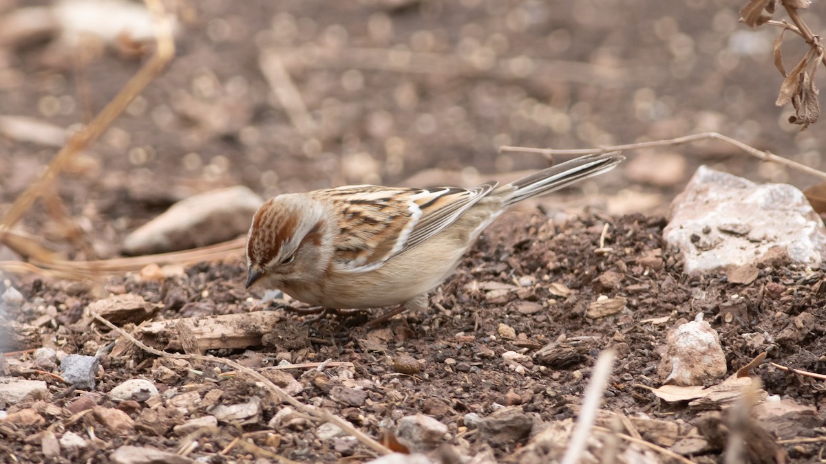 American Tree Sparrow - Eric Hynes