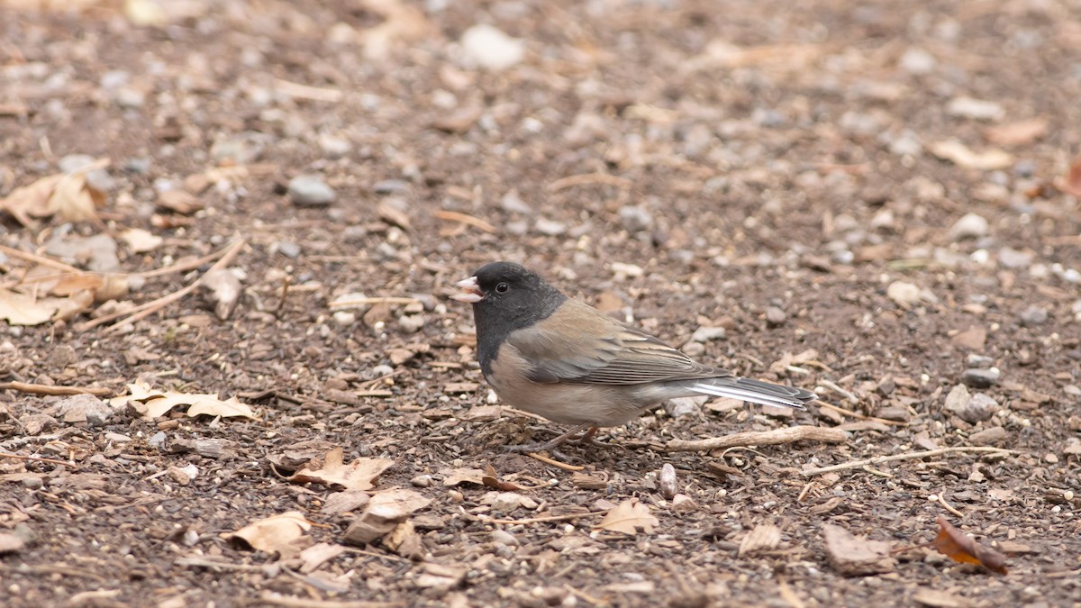 Junco ardoisé (groupe oreganus) - ML281627711