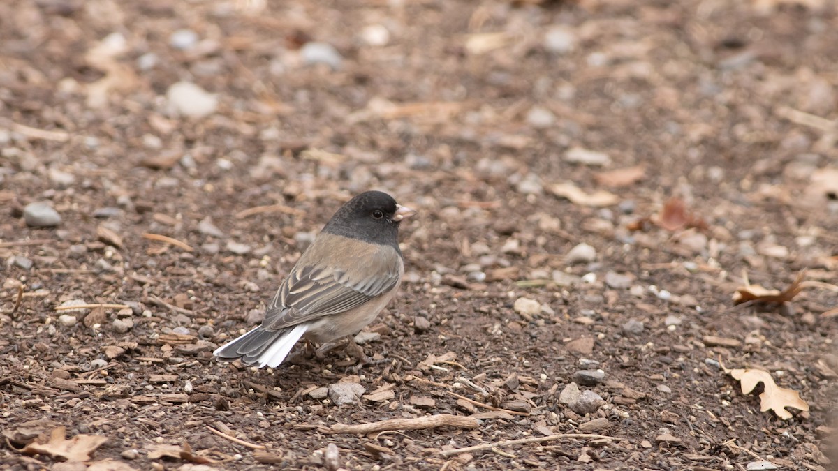 Junco ardoisé (groupe oreganus) - ML281627821