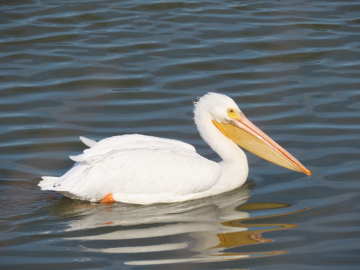 American White Pelican - ML281629521