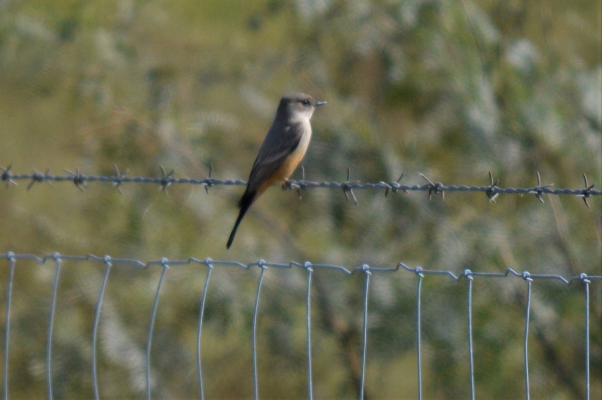 Say's Phoebe - ML281629611