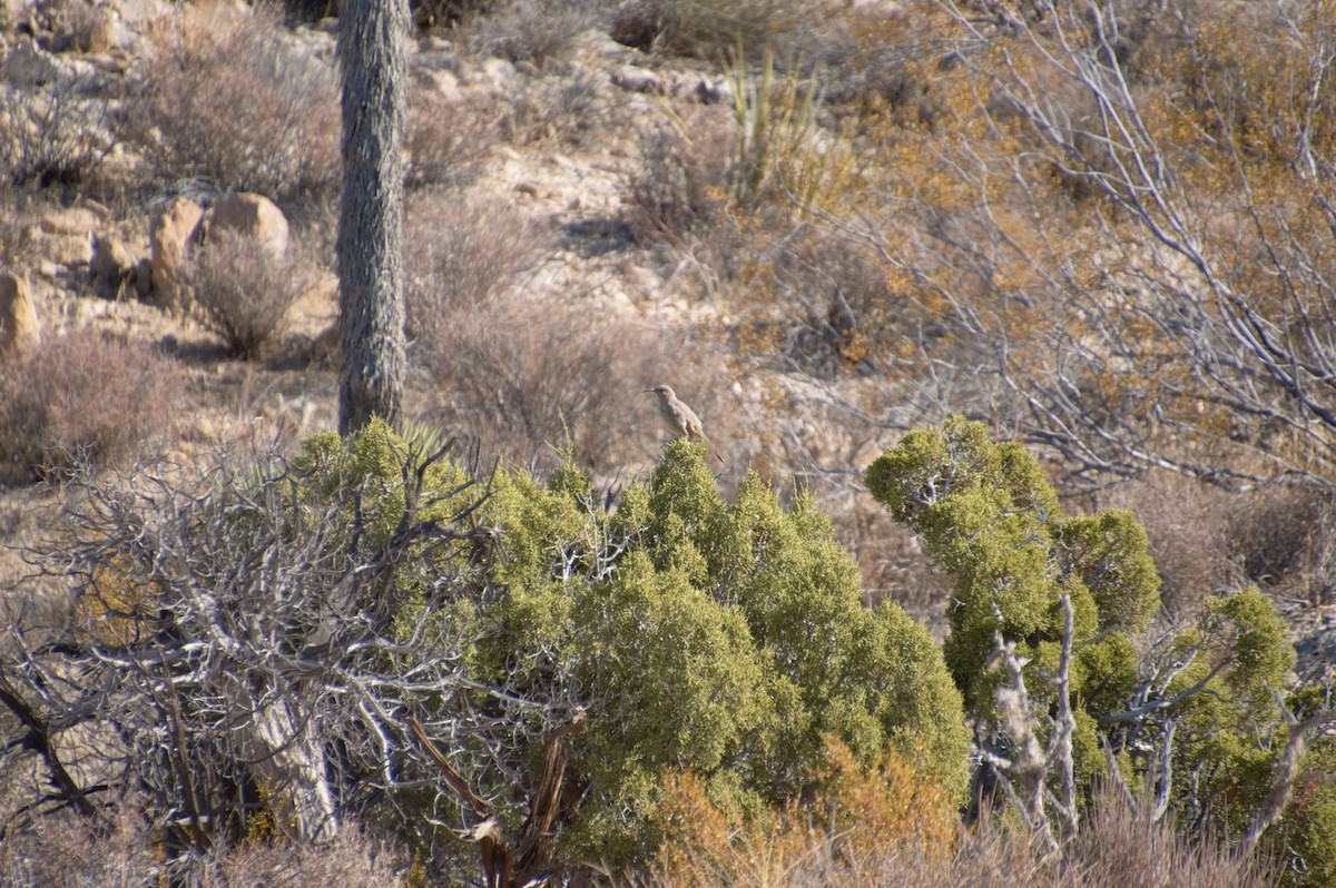 LeConte's Thrasher - ML281631151