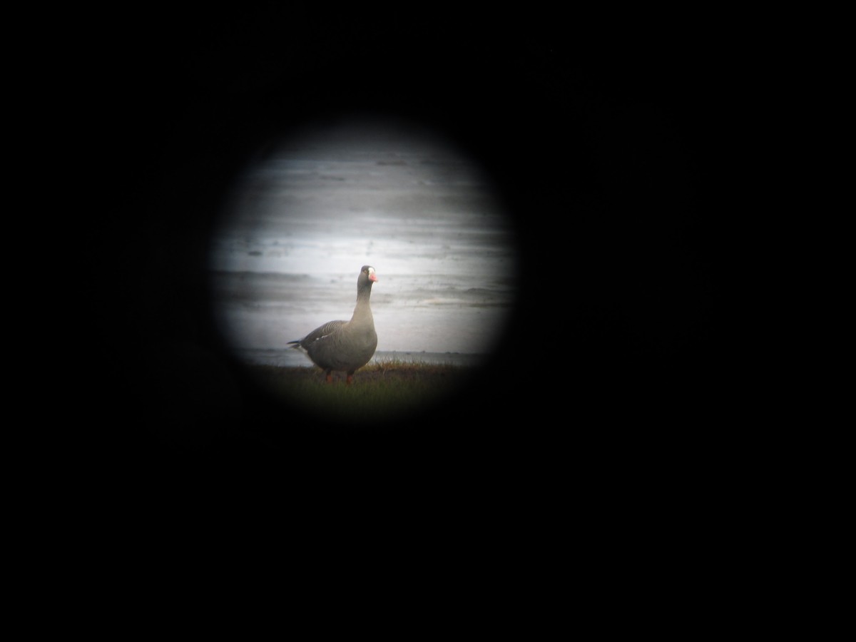 Lesser White-fronted Goose - ML281631781