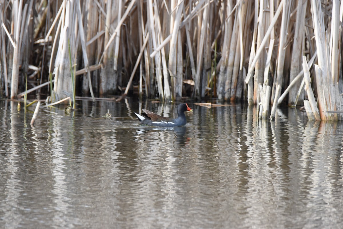 Gallinule d'Amérique - ML28163201