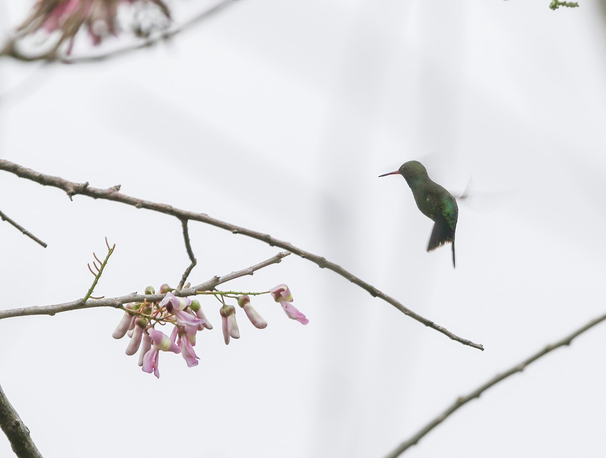 Canivet's Emerald - Per Smith