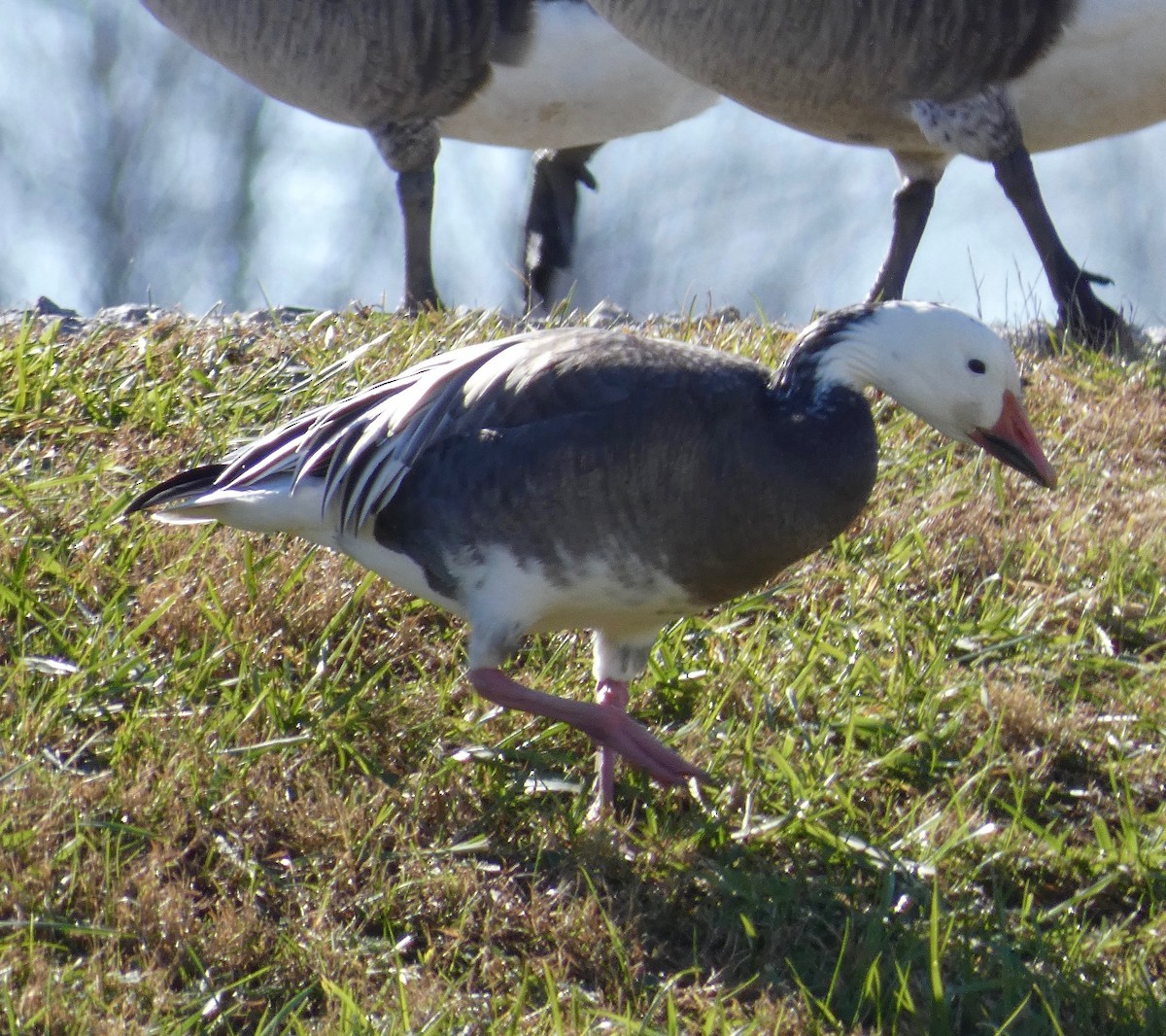 Snow Goose - Nathaniel Axtell