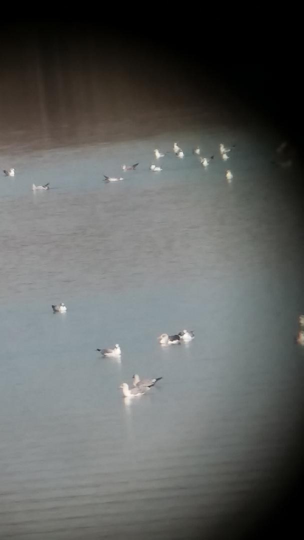 Lesser Black-backed Gull - ML281637471