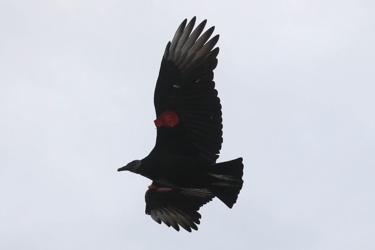 Black Vulture - ML281640081