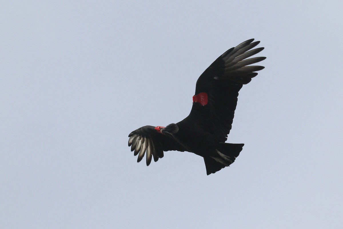 Black Vulture - ML281640091