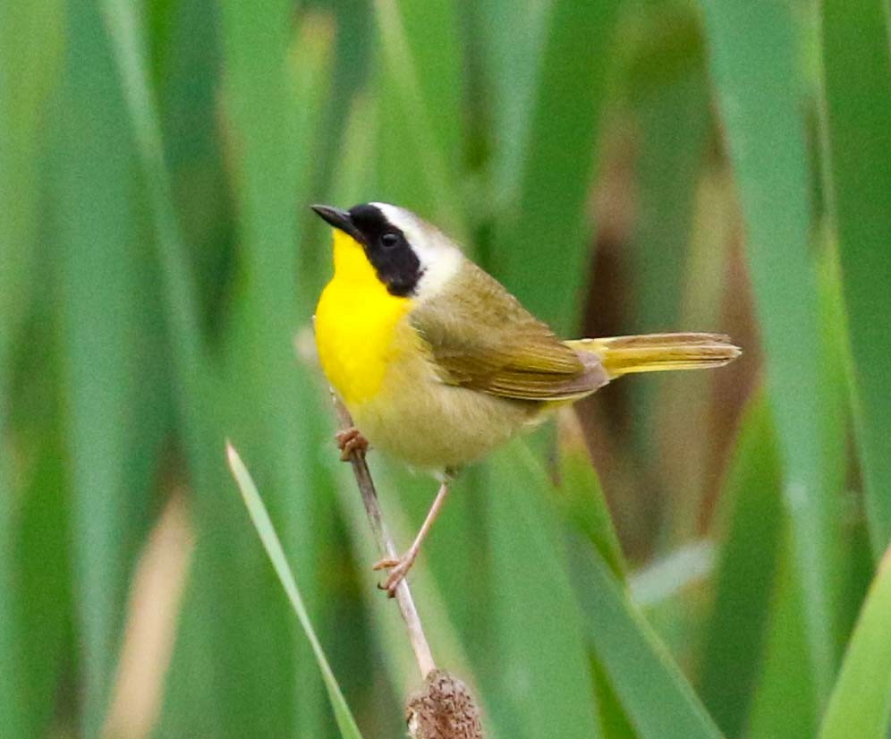 Paruline masquée - ML28164241