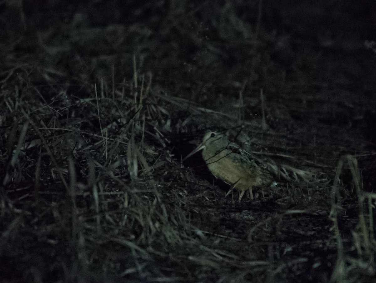 American Woodcock - ML28164471