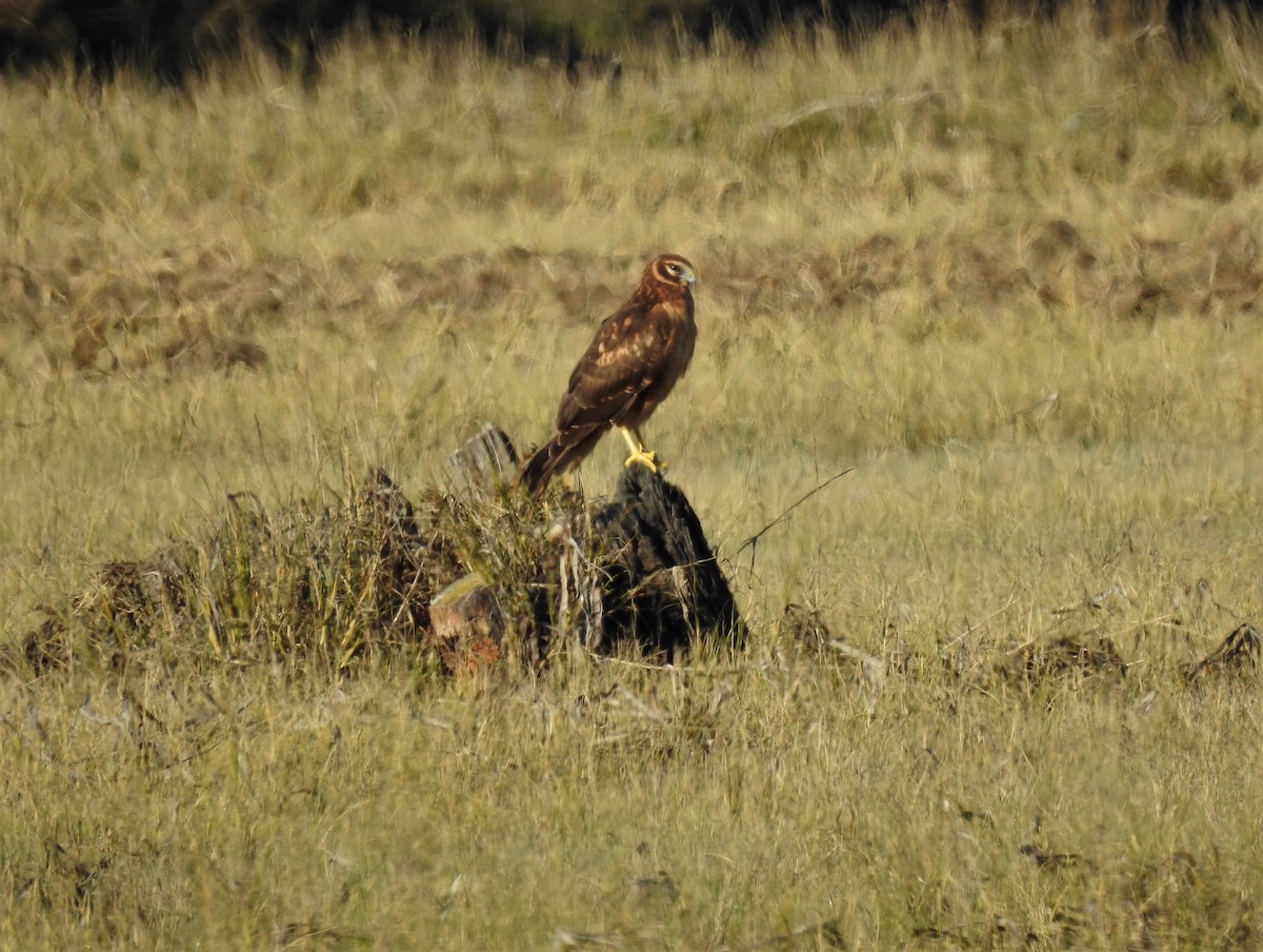 Northern Harrier - Sarah Hobart