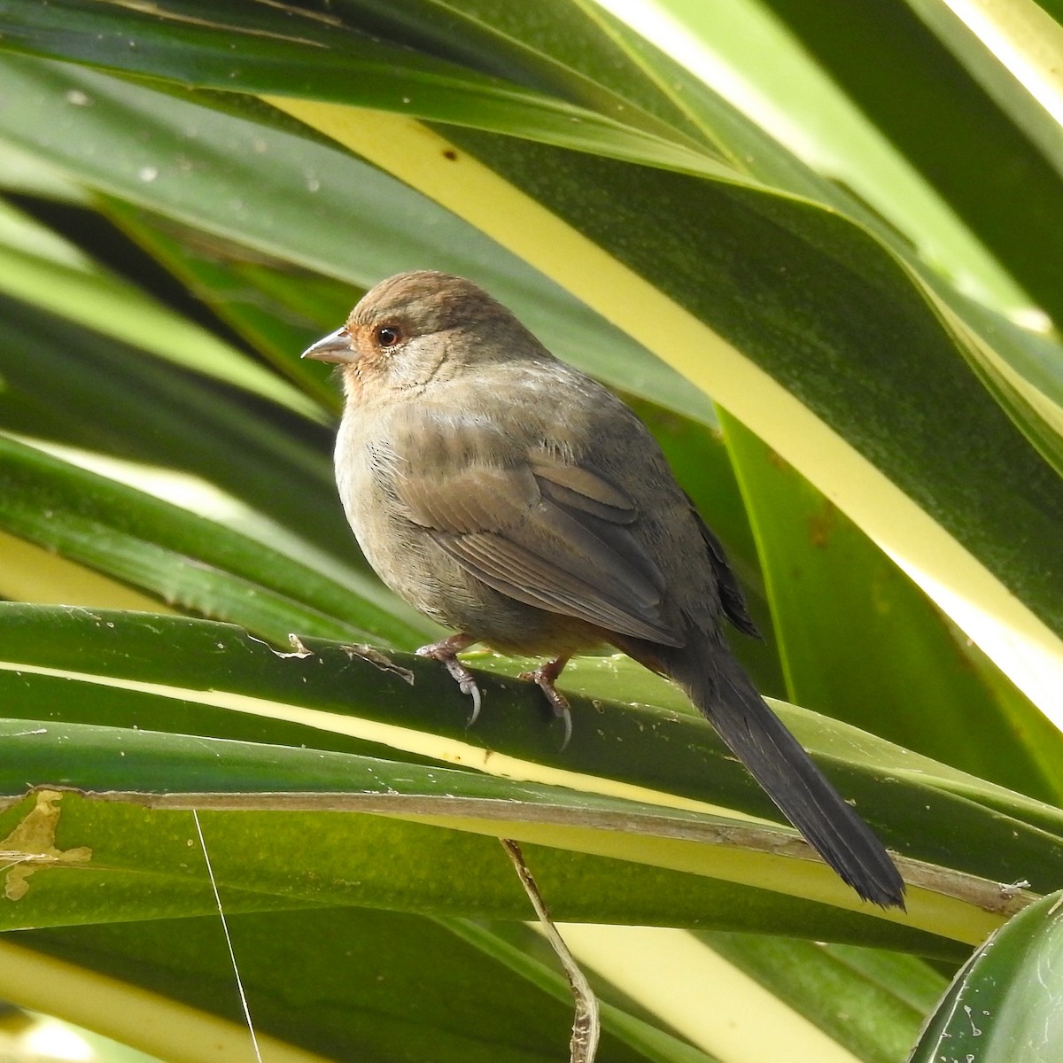 California Towhee - ML281647951