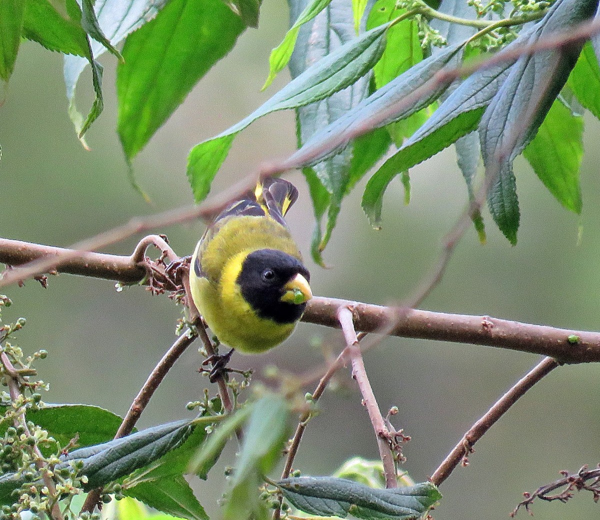 Antillean Siskin - ML281647961