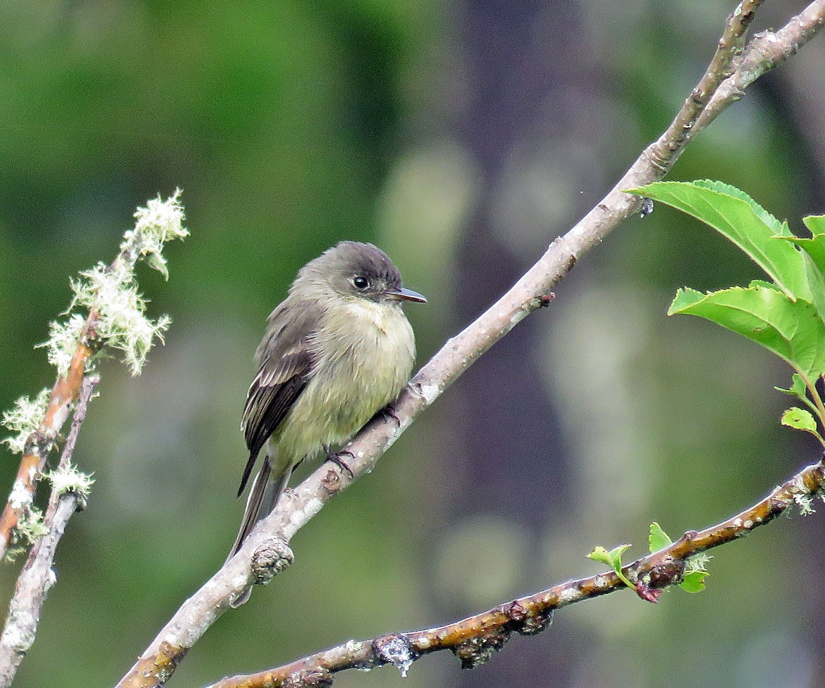 Hispaniolan Pewee - ML281649421