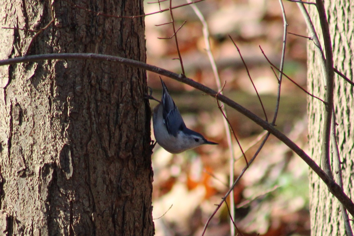 White-breasted Nuthatch - ML281652161