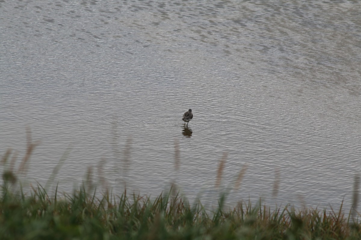 Marsh Sandpiper - Scott Schuette