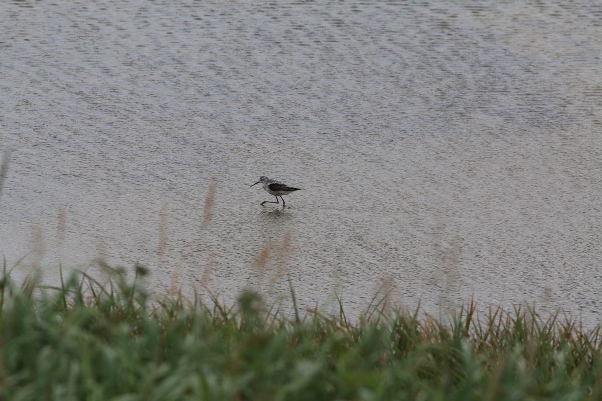 Marsh Sandpiper - ML281653241