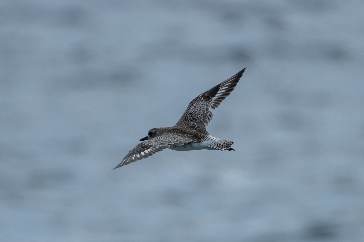 Black-bellied Plover - Alex Wang