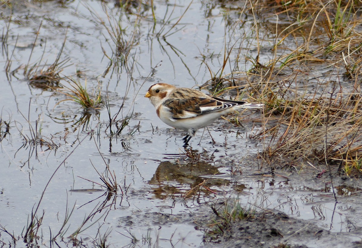 Snow Bunting - ML281656521