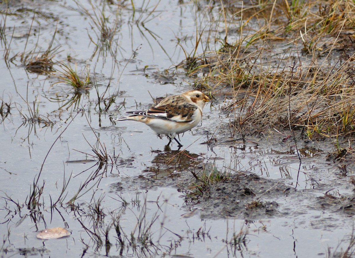 Snow Bunting - ML281656551