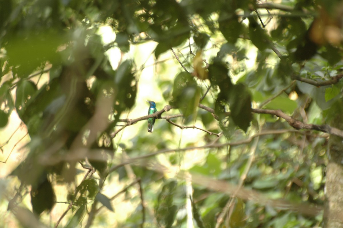 kolibřík bělokrký - ML281657951