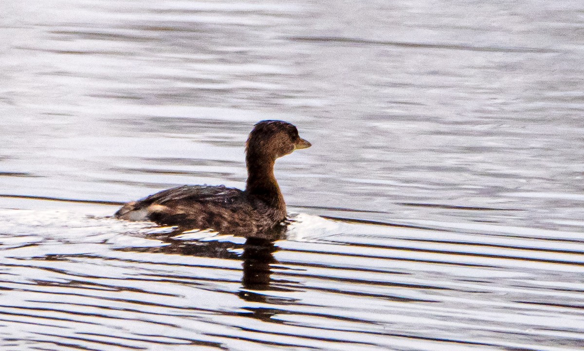 Pied-billed Grebe - ML281659851