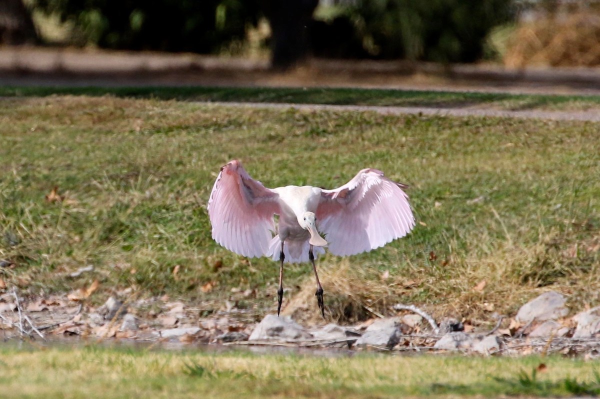 Roseate Spoonbill - Mary Backus