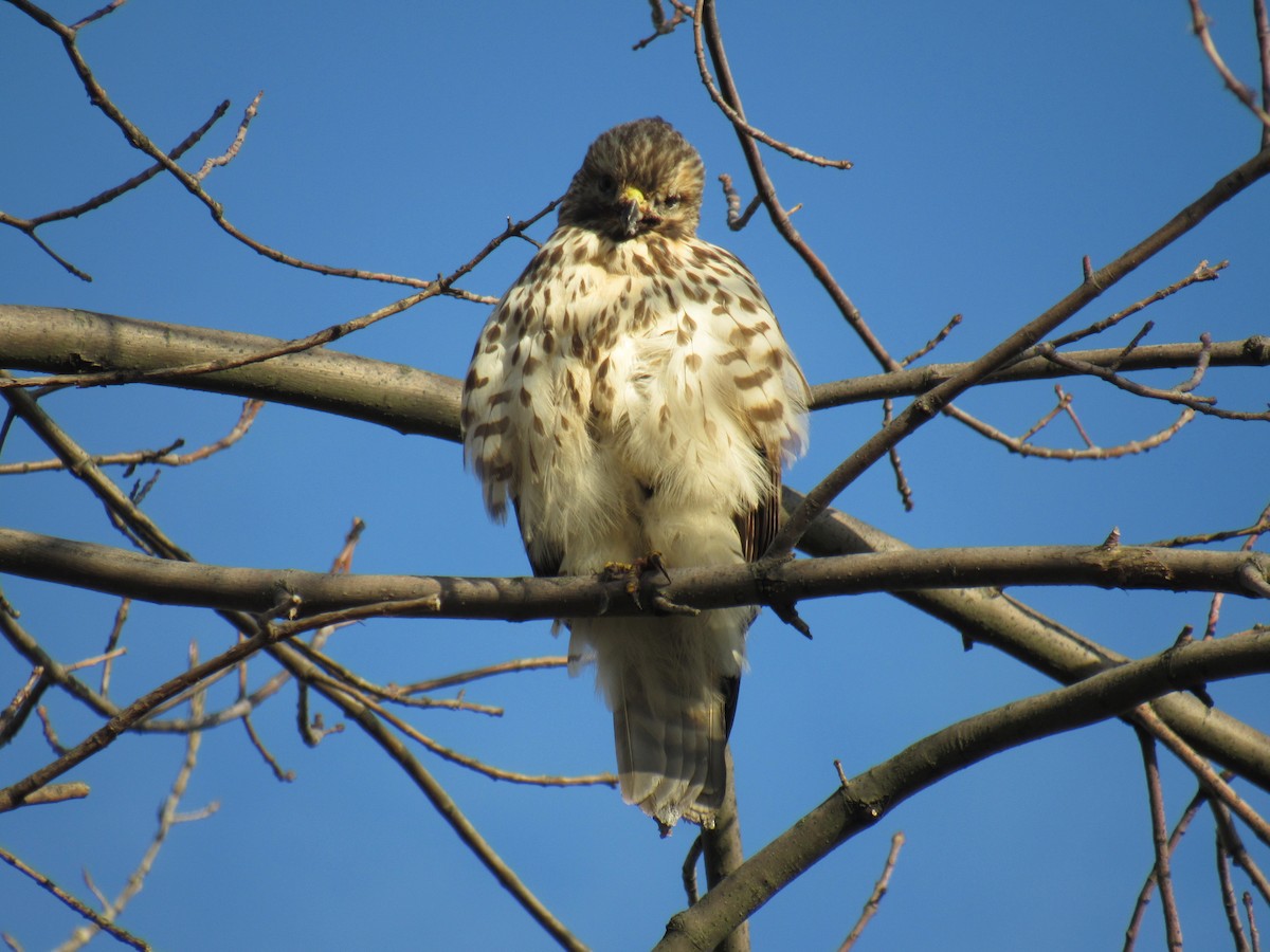 Red-shouldered Hawk - ML281665991