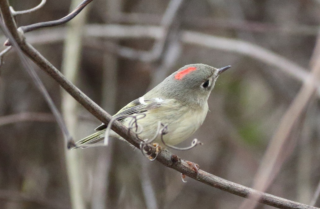 Ruby-crowned Kinglet - ML281666461