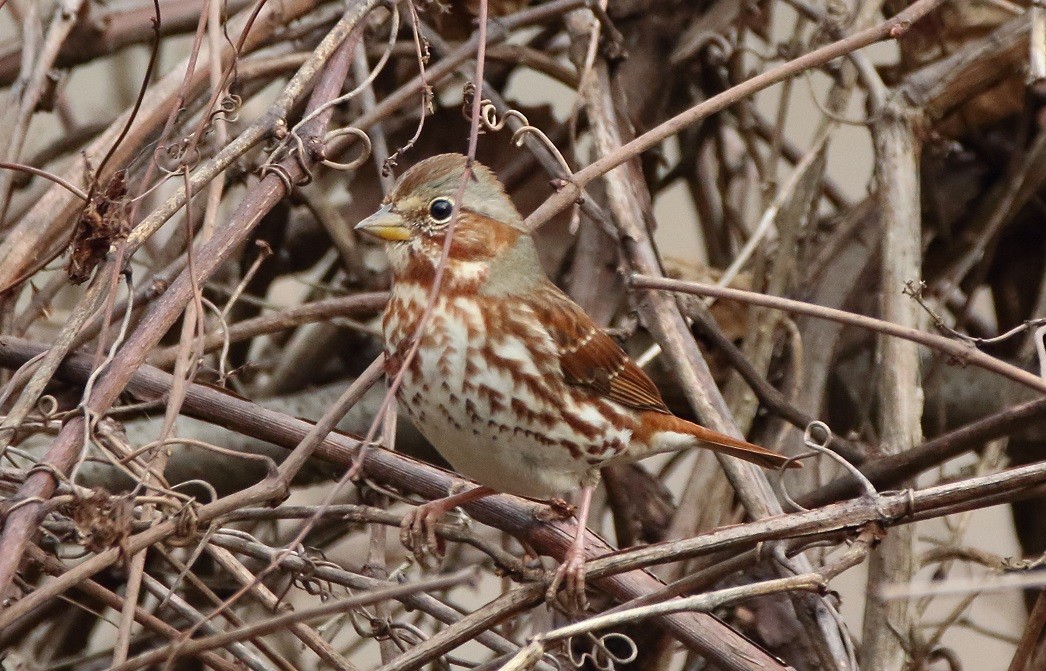 Fox Sparrow (Red) - ML281666561