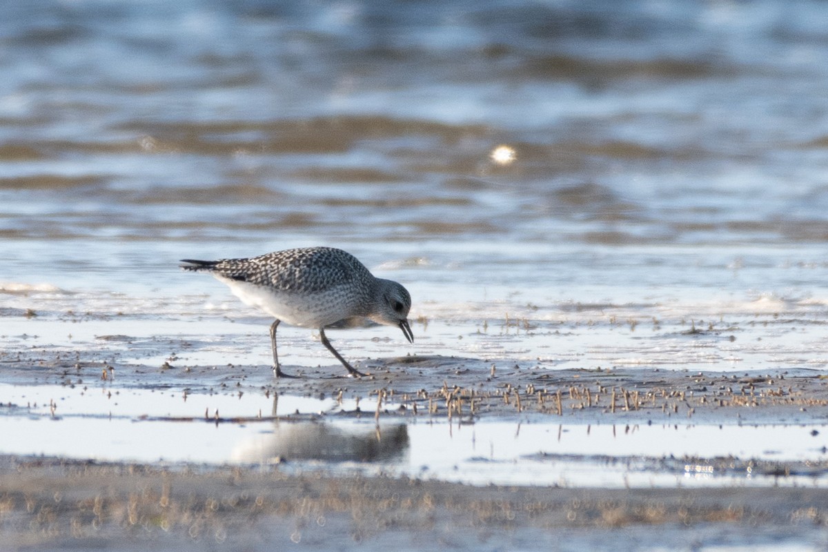 Black-bellied Plover - ML281667431