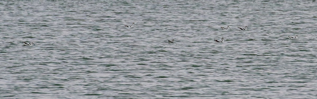 American Avocet - Bill Lupardus