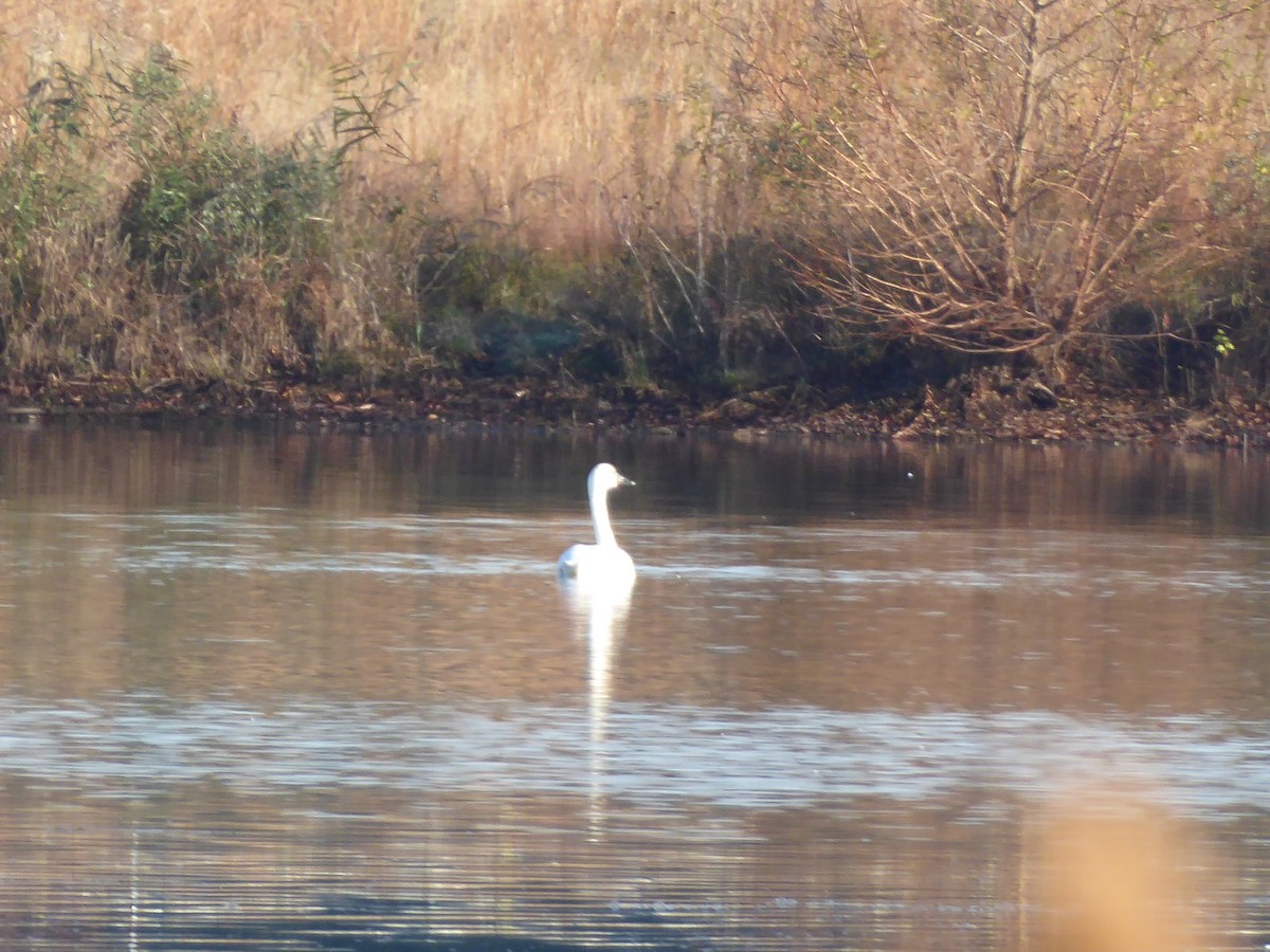 Tundra Swan - ML281670011