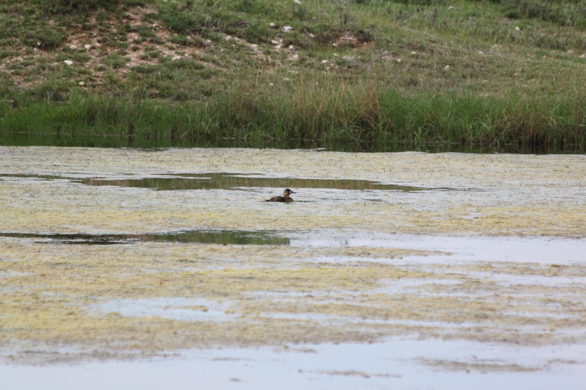 White-backed Duck - ML281671701