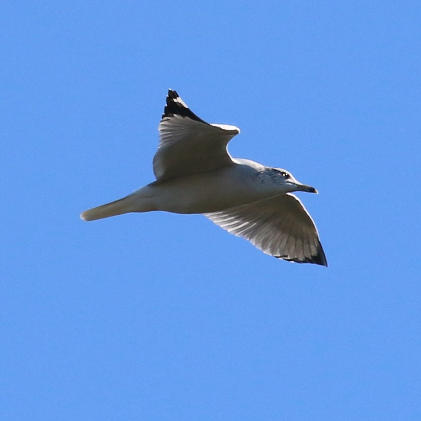 Ring-billed Gull - ML281672601