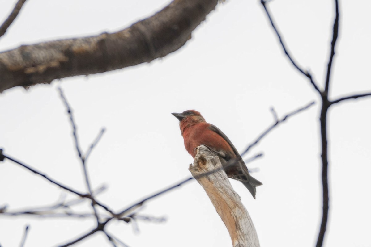 Red Crossbill - ML281672941