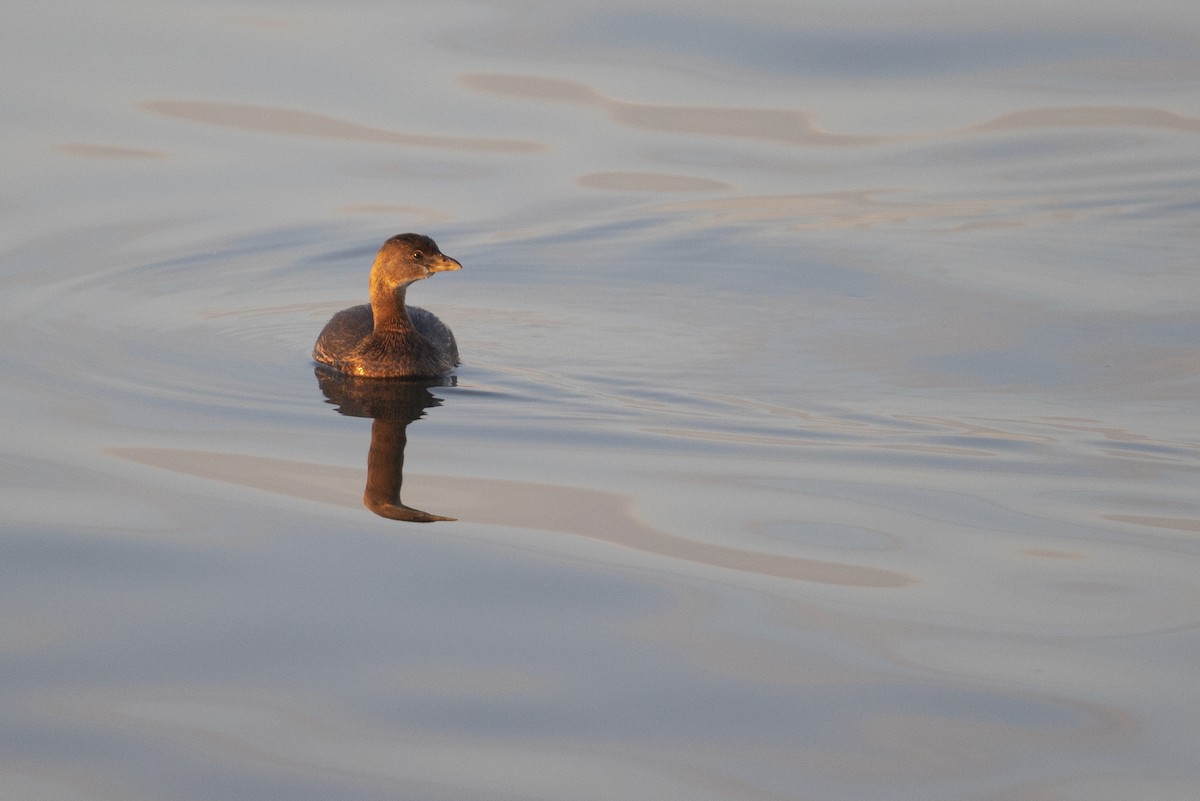 Pied-billed Grebe - ML281674101