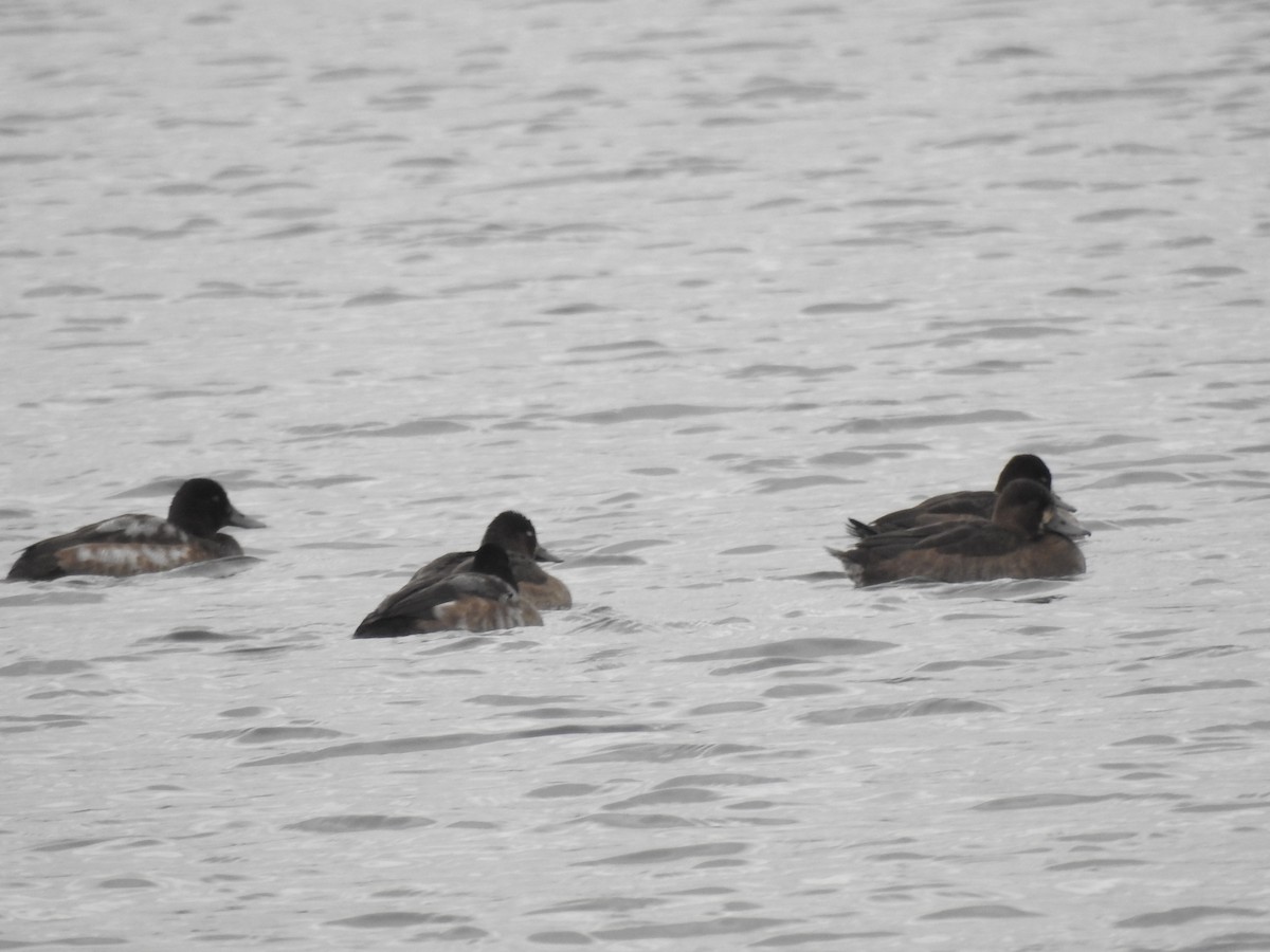 Greater Scaup - Benoît Turgeon