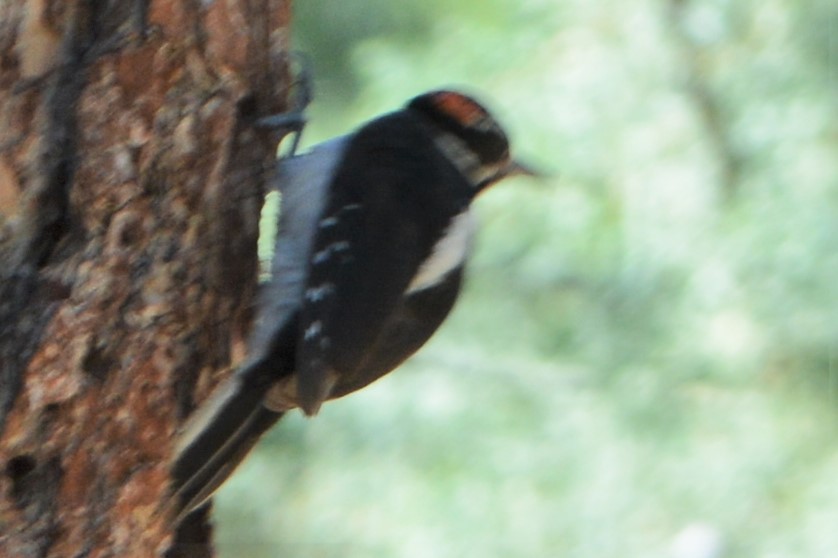 Hairy Woodpecker - ML28167561