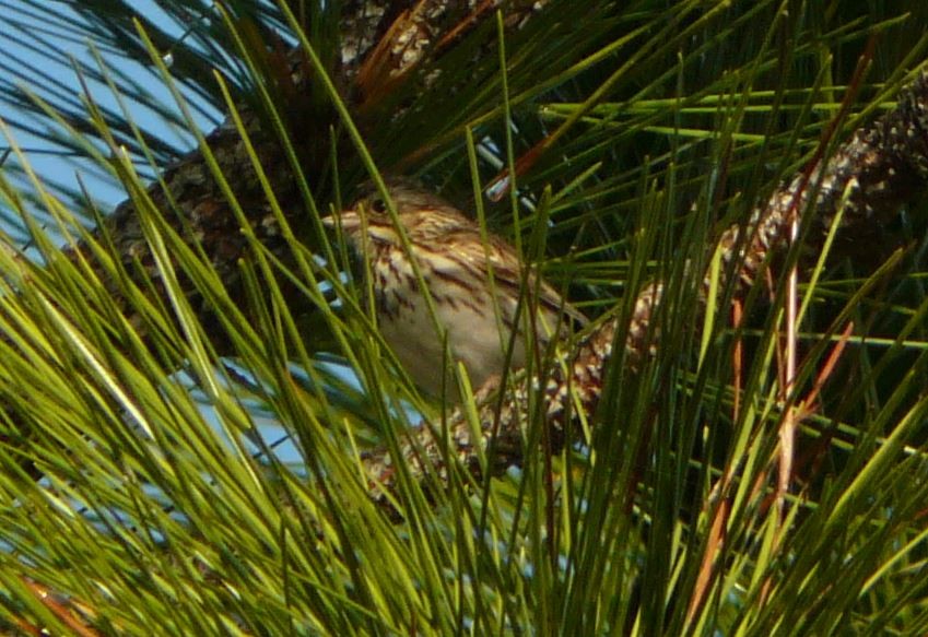 Savannah Sparrow (Savannah) - Bill Pranty