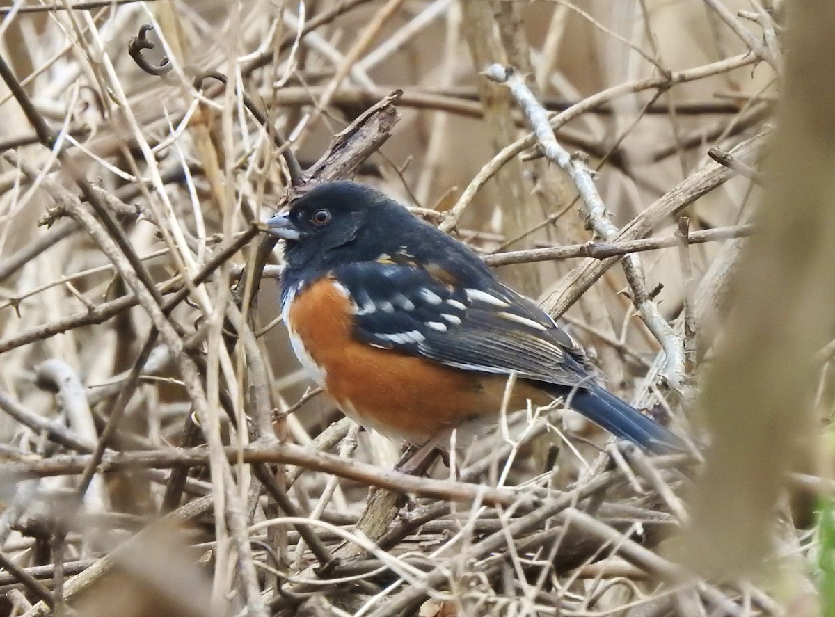 Spotted Towhee - ML281677691