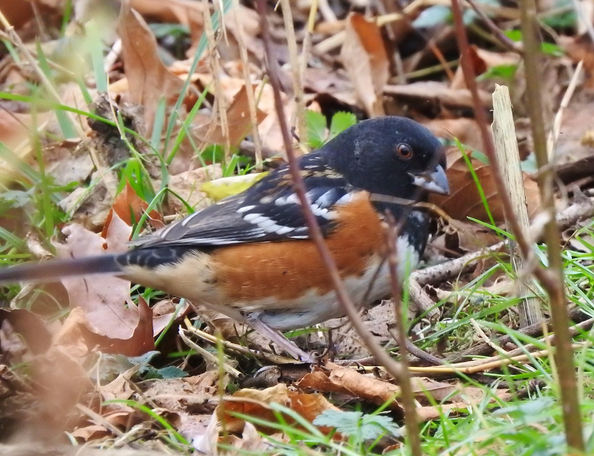 Spotted Towhee - ML281677741
