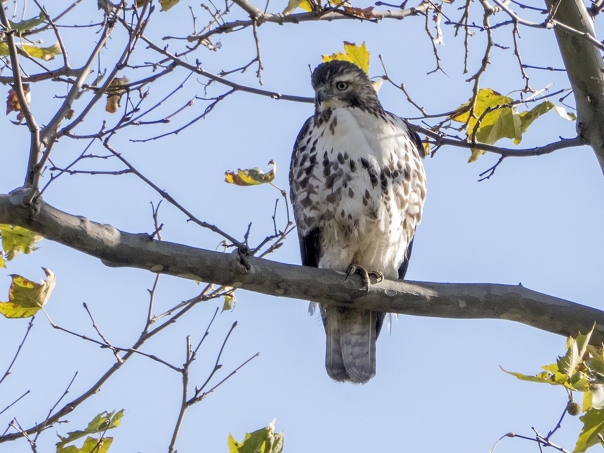Red-tailed Hawk - ML281678051