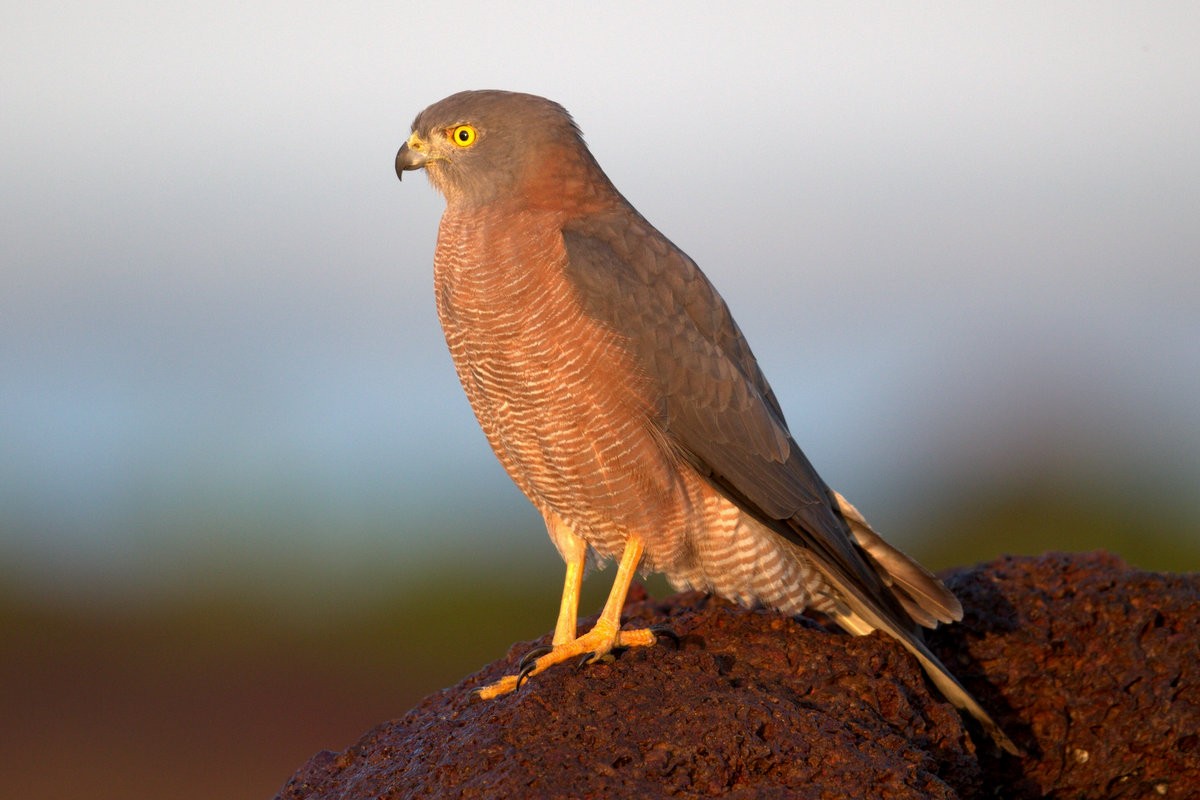 Brown Goshawk - Mat Gilfedder