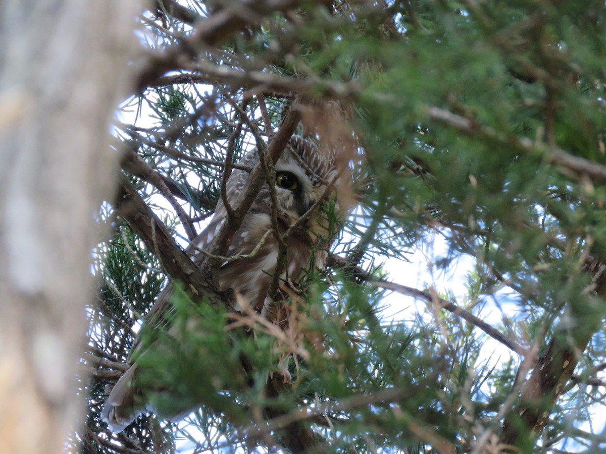 Northern Saw-whet Owl - Tom Boyle