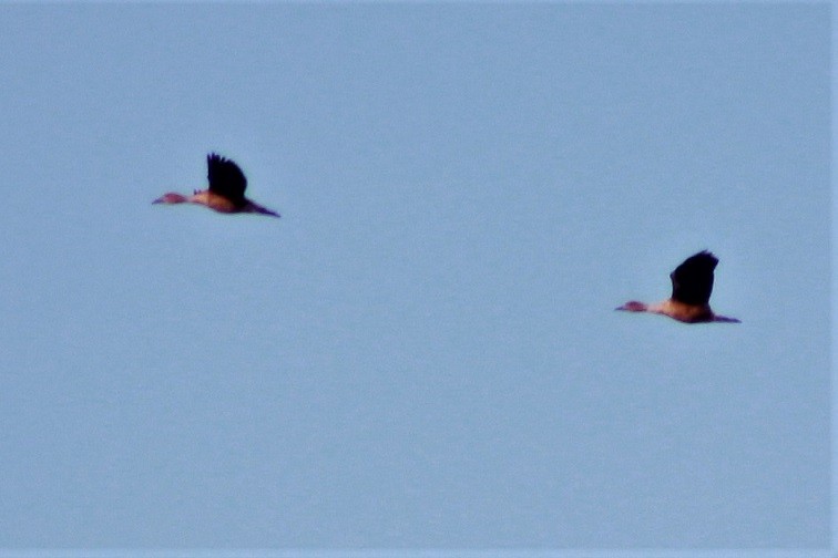 Fulvous Whistling-Duck - ML281681141