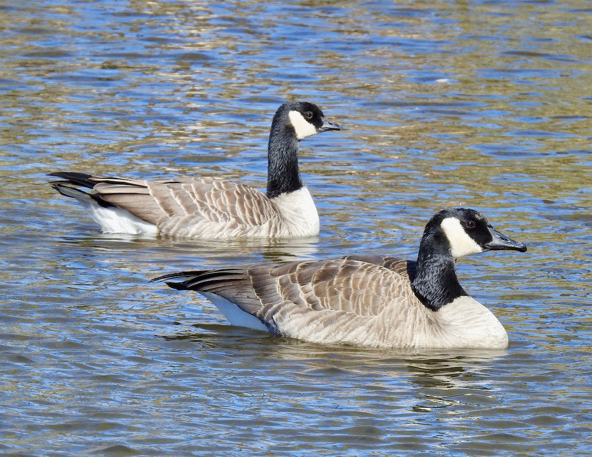 Cackling Goose (Richardson's) - Van Remsen