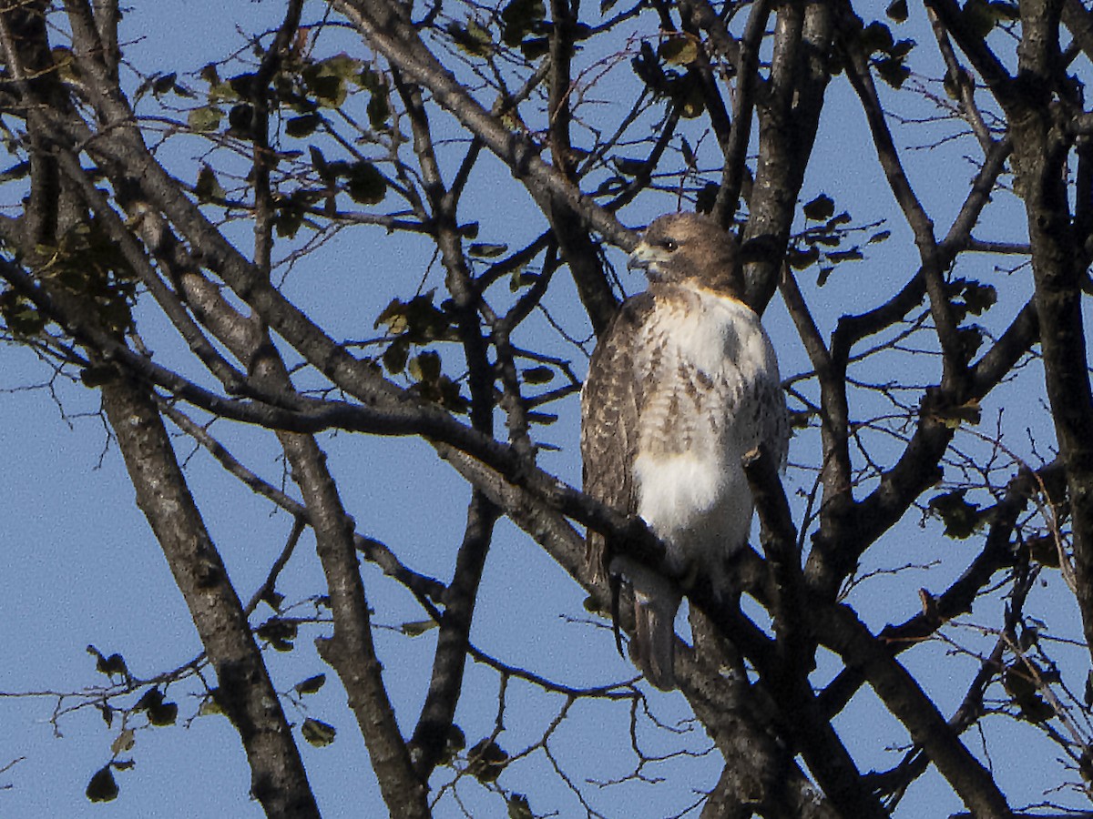 Red-tailed Hawk - ML281682491