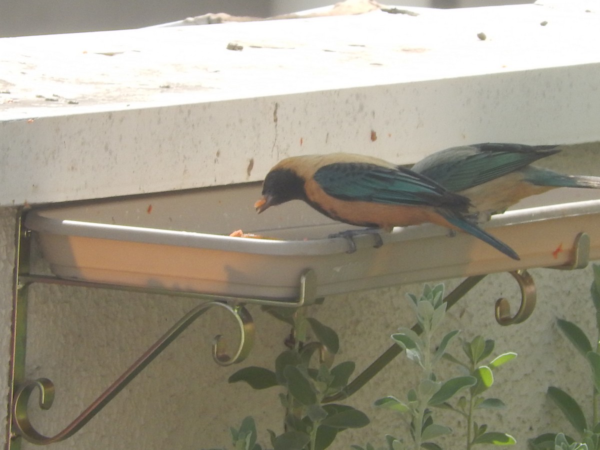 Burnished-buff Tanager - Jose Valerio Gentil Escrig